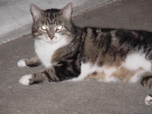 Clovis