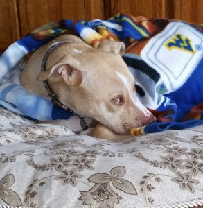 Iggy